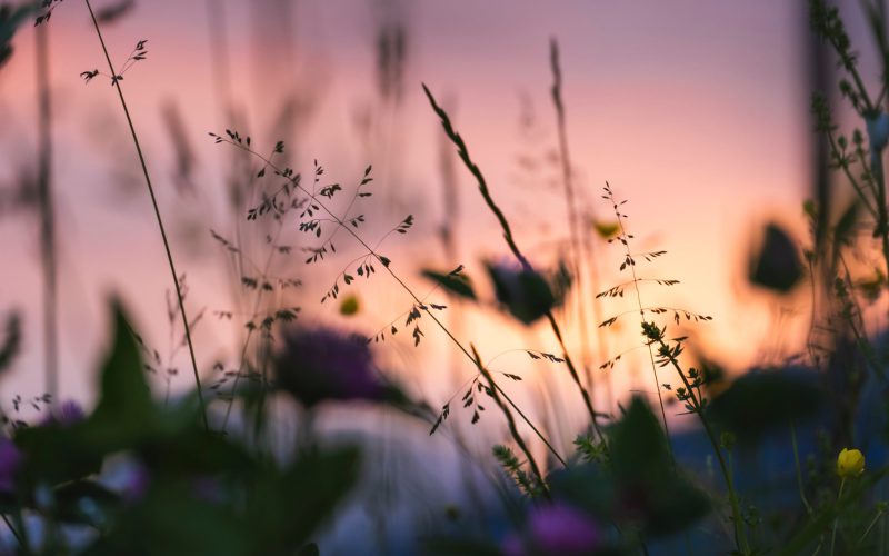 Mannen van woorden en niet van daden zijn als een tuin vol onkruid