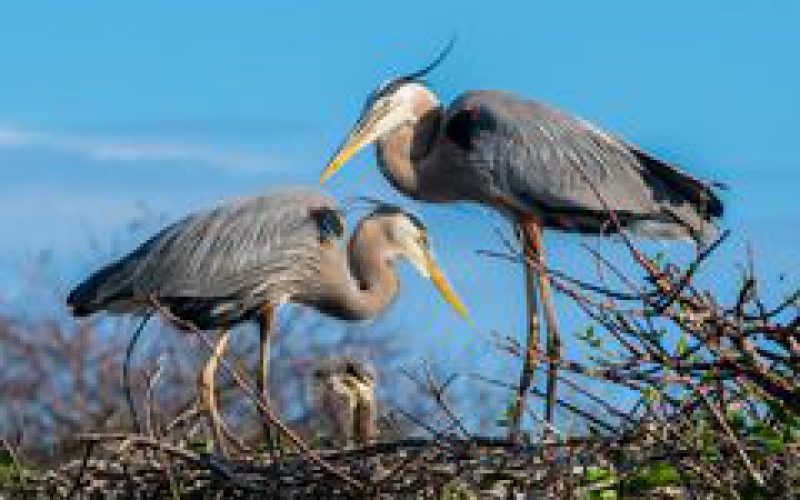 De reiger familie